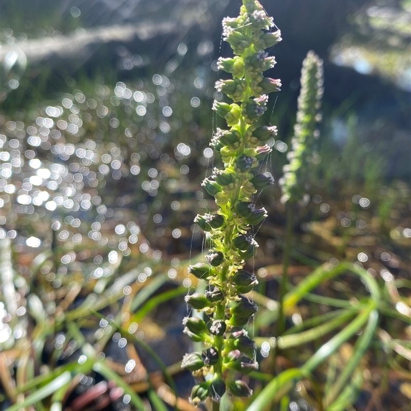 Cycnogeton microtuberosum