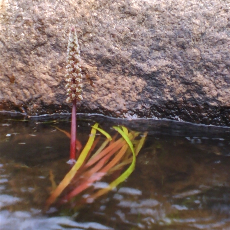 Cycnogeton multifructum