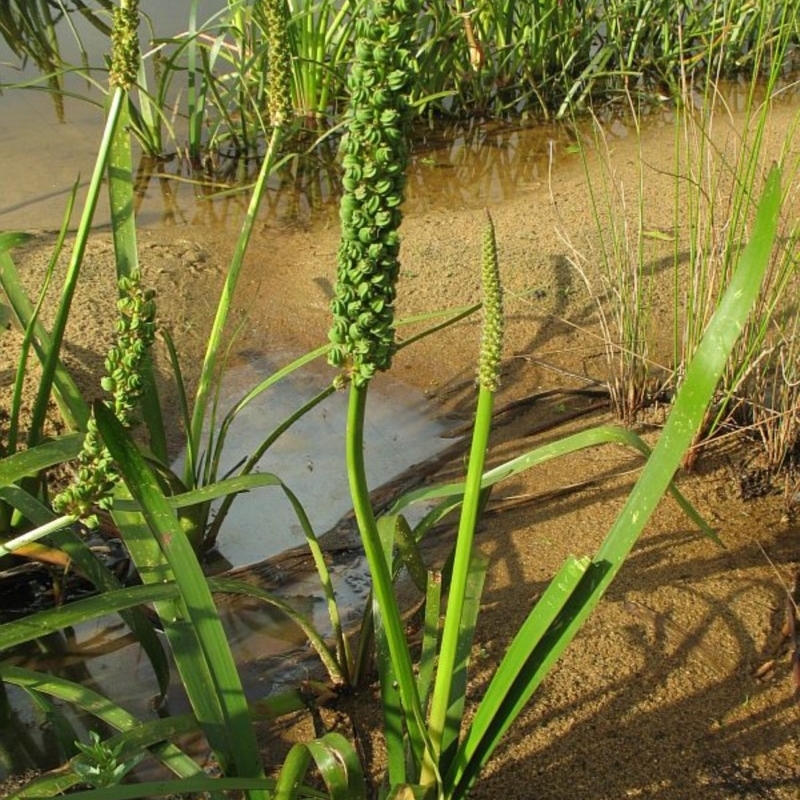 Cycnogeton procerum