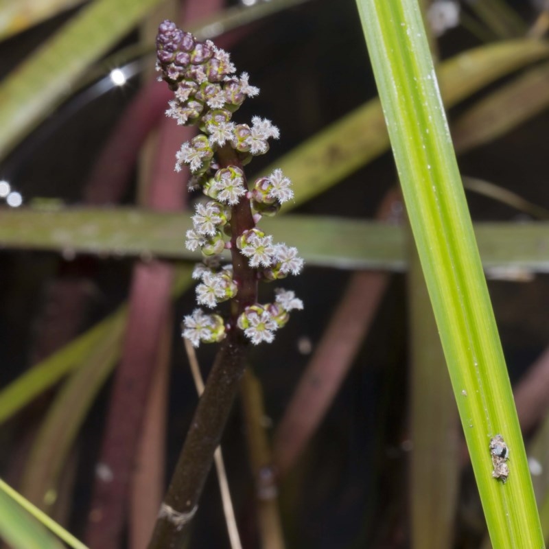 Cycnogeton sp.