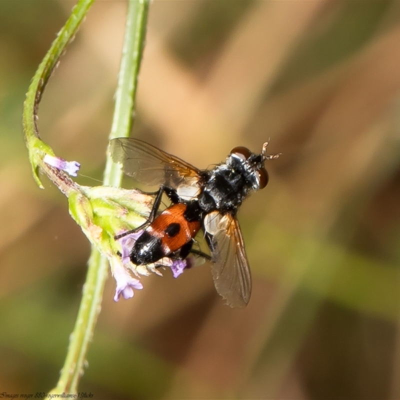 Cylindromyia sp. (genus)