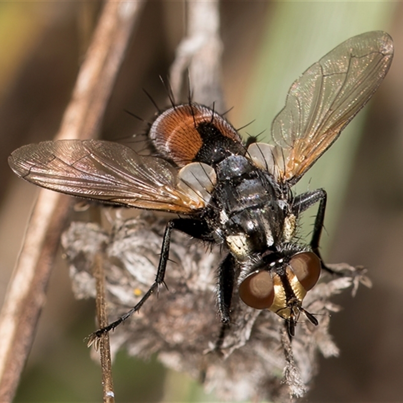 Cylindromyia sp. (genus)