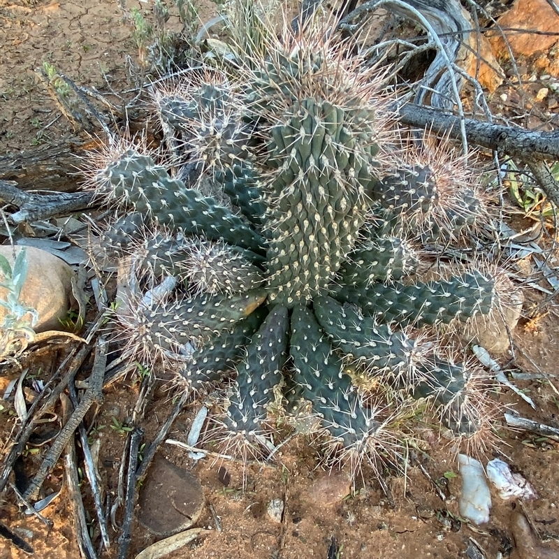 Cylindropuntia fulgida var. mamillata