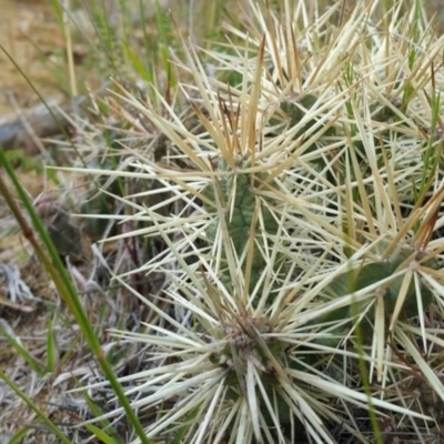 Cylindropuntia pallida