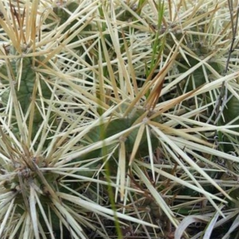 Cylindropuntia pallida