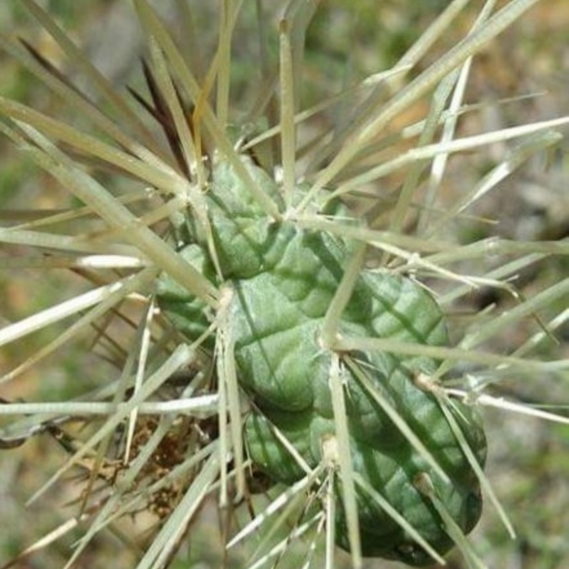 Cylindropuntia pallida