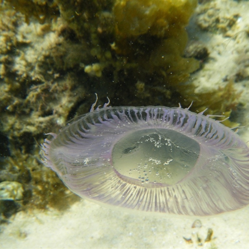 Aequorea eurodina