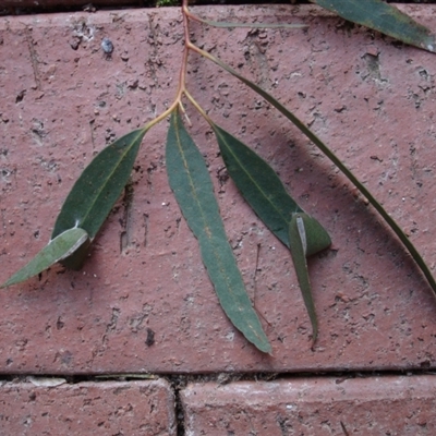 Folded "tent like" leaf retreat