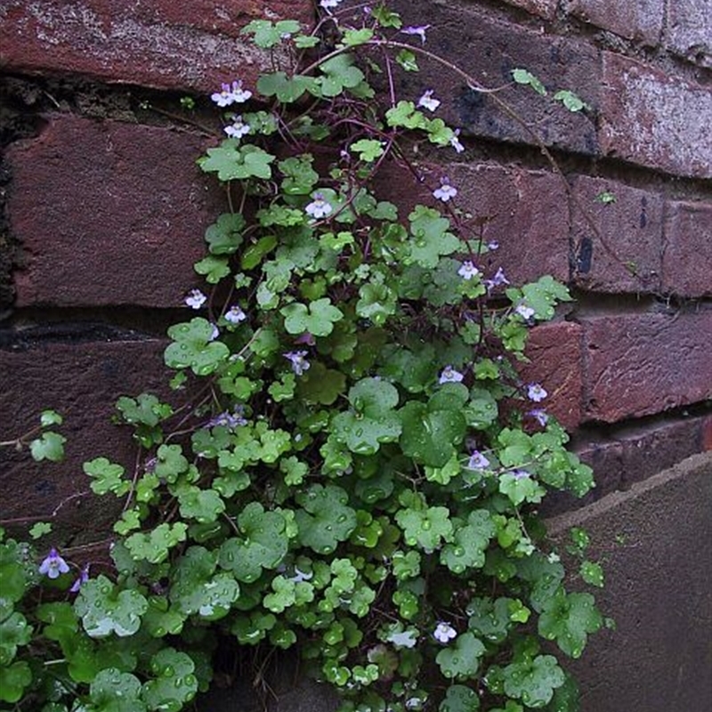 Cymbalaria muralis subsp. muralis