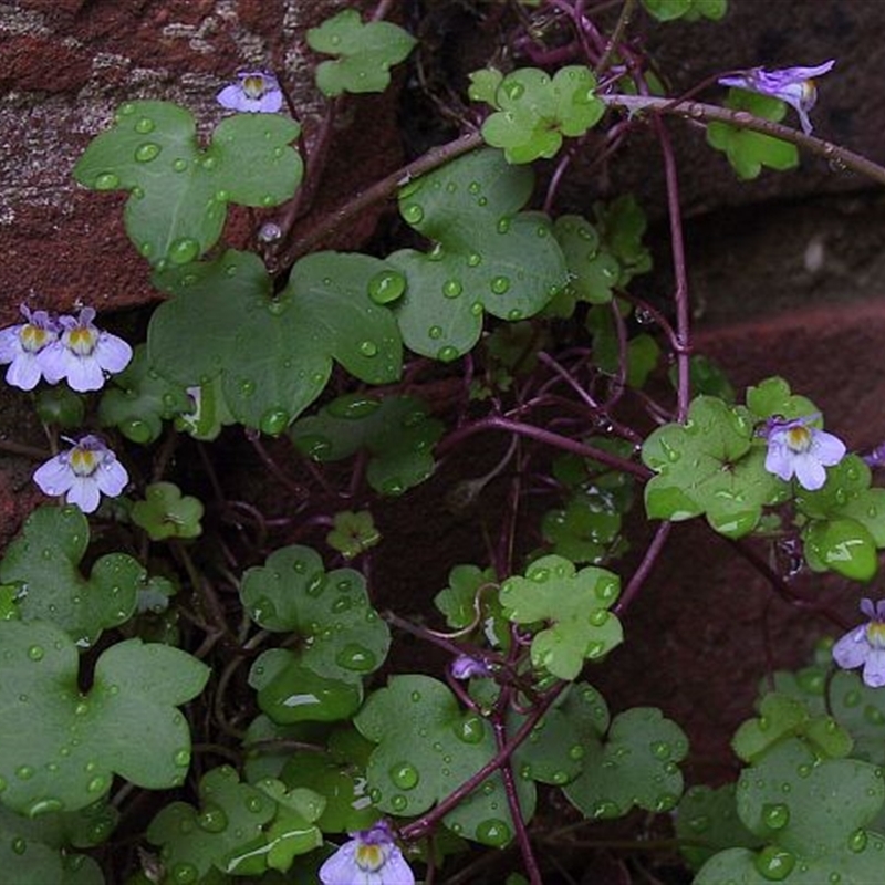 Cymbalaria muralis subsp. muralis