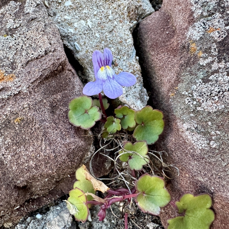 Cymbalaria muralis subsp. muralis