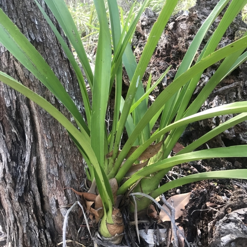 Cymbidium madidum