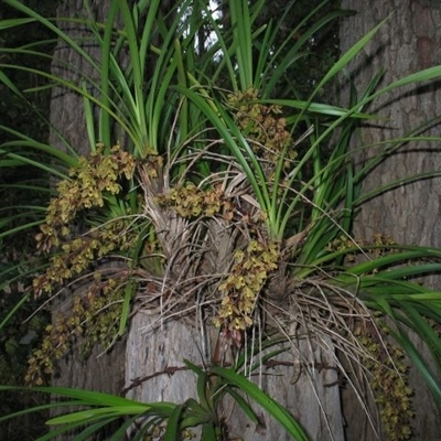 Cymbidium suave