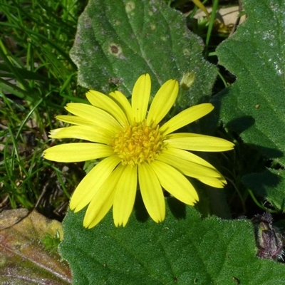 Cymbonotus preissianus