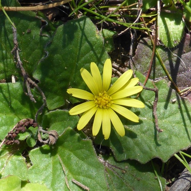 Cymbonotus sp. (preissianus or lawsonianus)