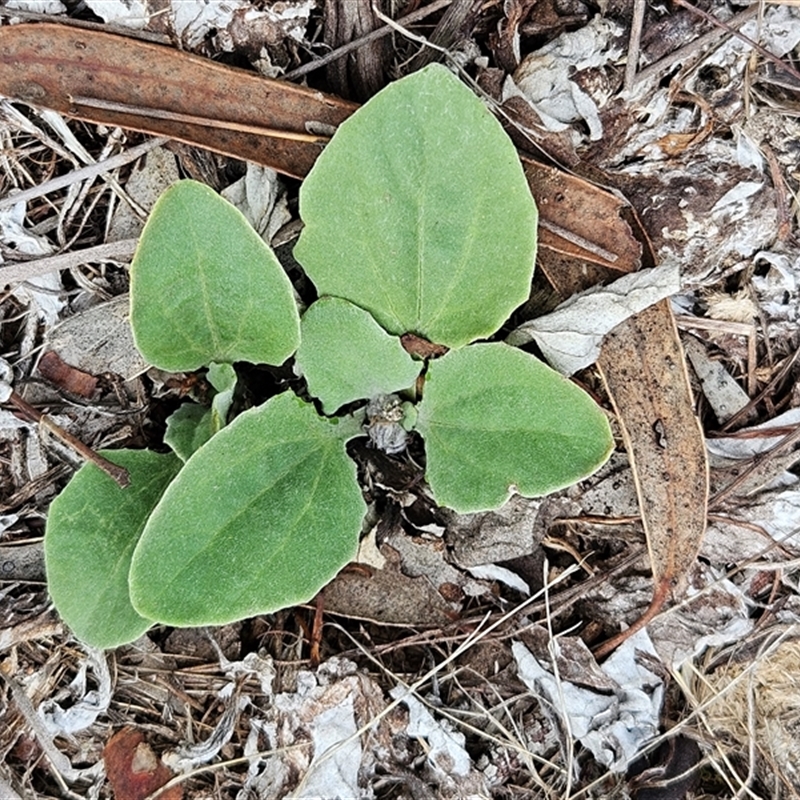 Cymbonotus sp. (preissianus or lawsonianus)