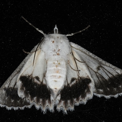 Cyneoterpna wilsoni