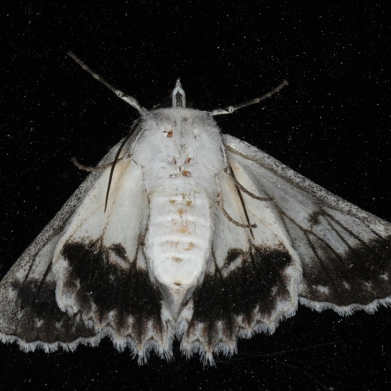 Cyneoterpna wilsoni