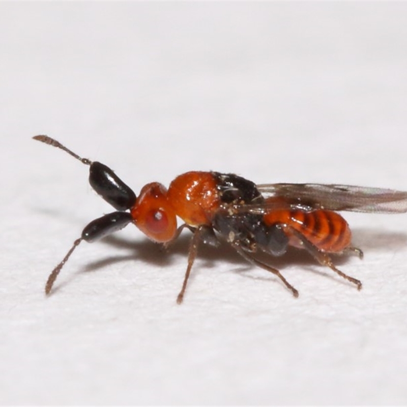 Aeschylia sp. (genus)