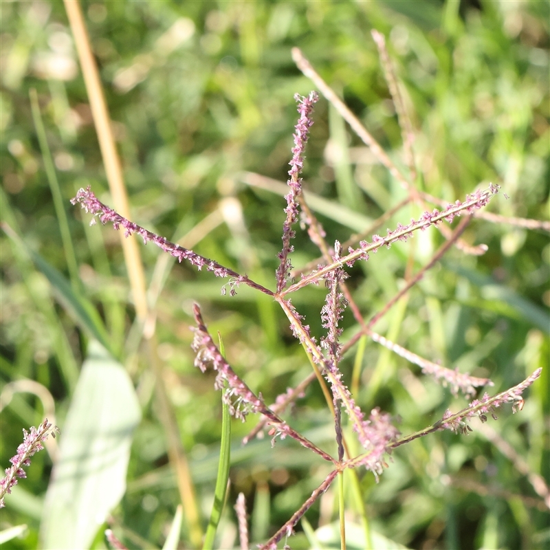 Cynodon dactylon