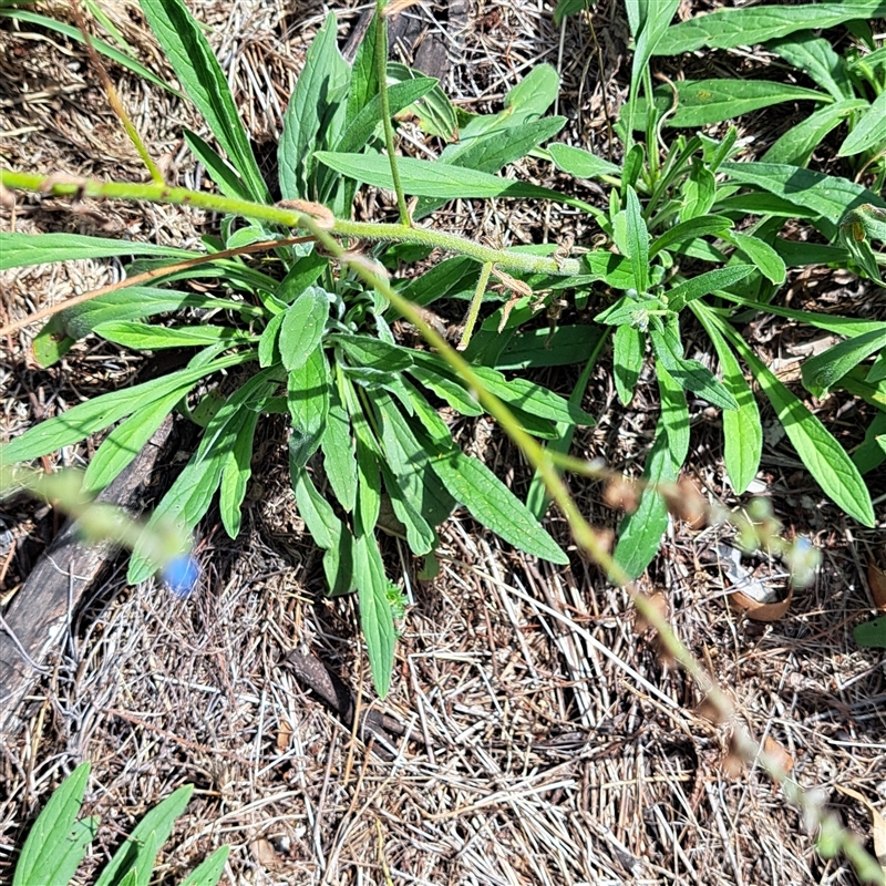 Cynoglossum australe