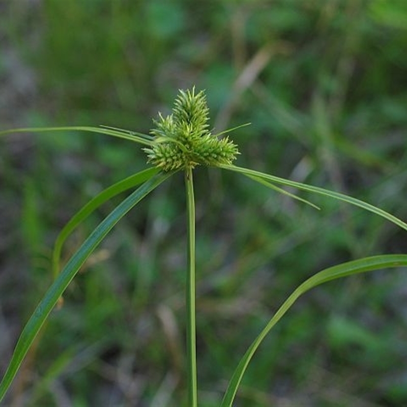 Cyperus aggregatus