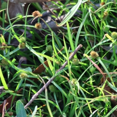 Cyperus brevifolius