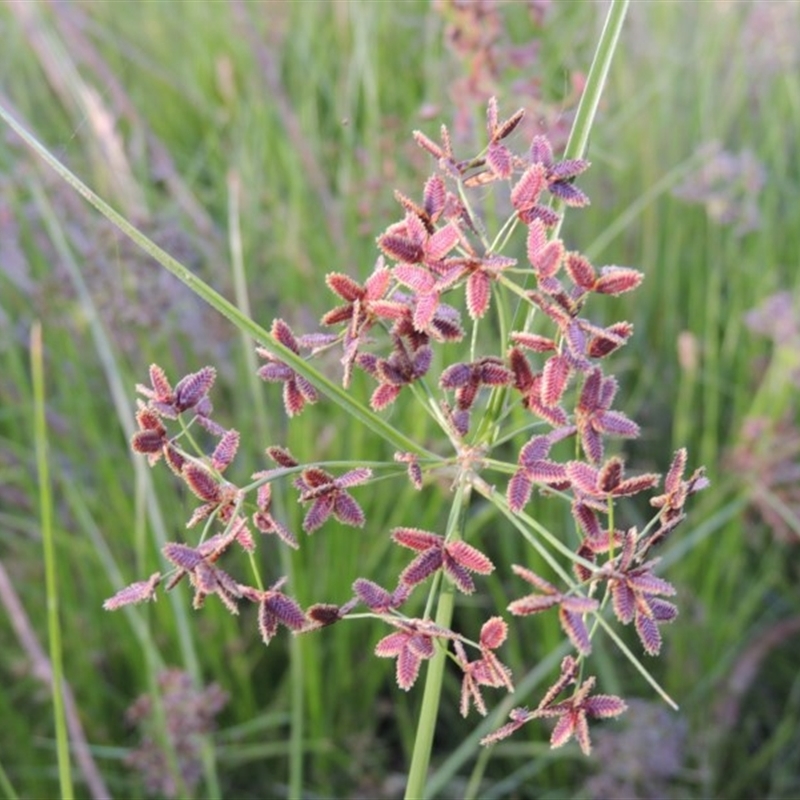 Cyperus concinnus