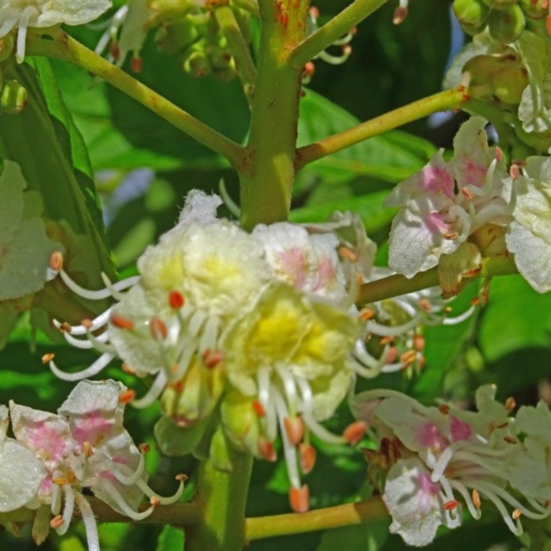 Aesculus hippocastanum