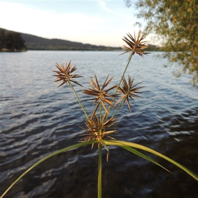 Cyperus congestus