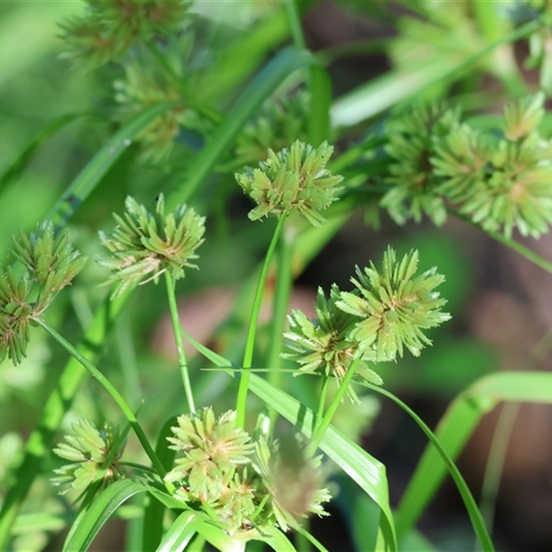 Cyperus eragrostis