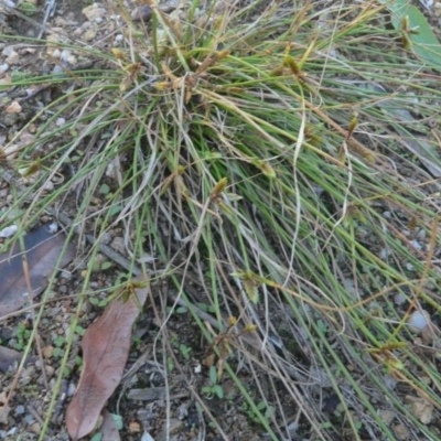 Cyperus gracilis