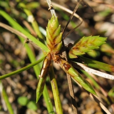 Cyperus gracilis