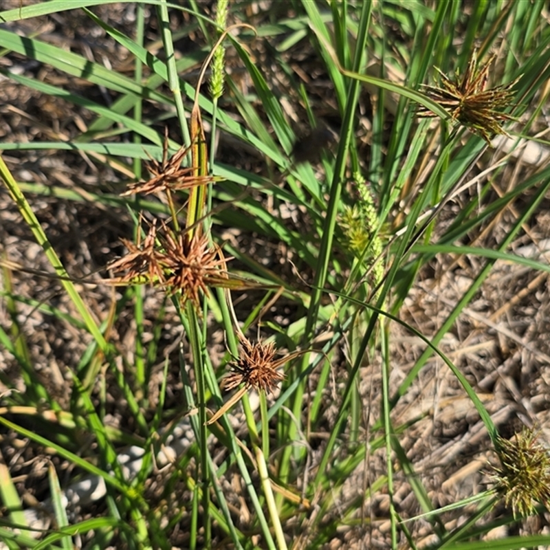 Cyperus gunnii subsp. gunnii