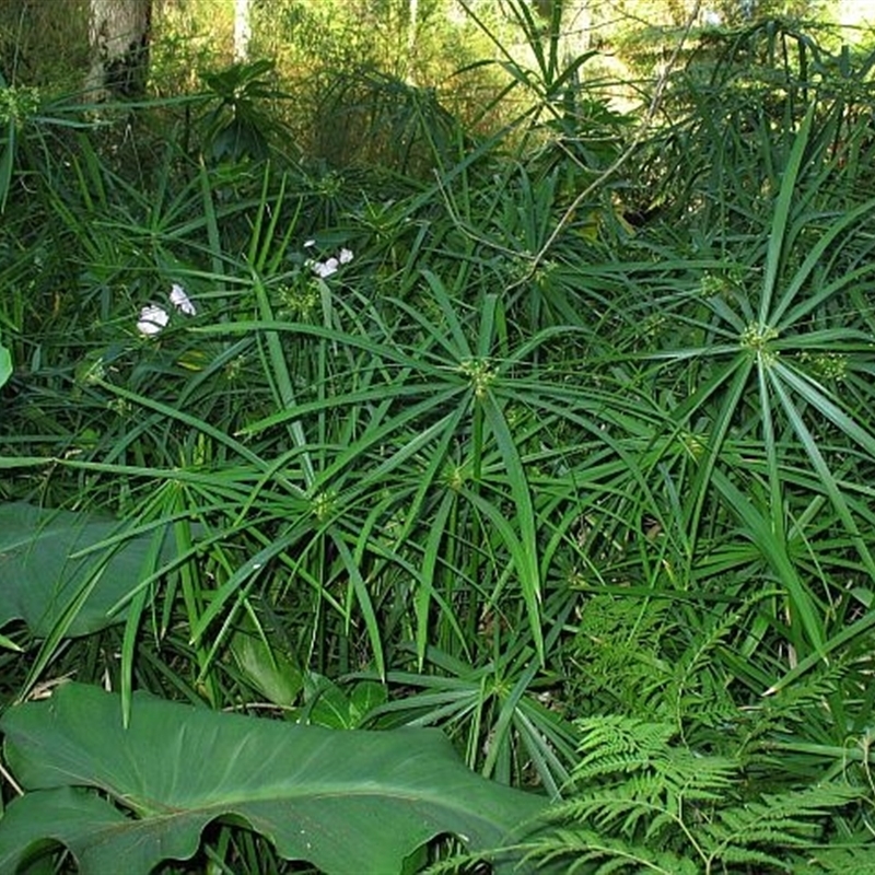 Cyperus involucratus