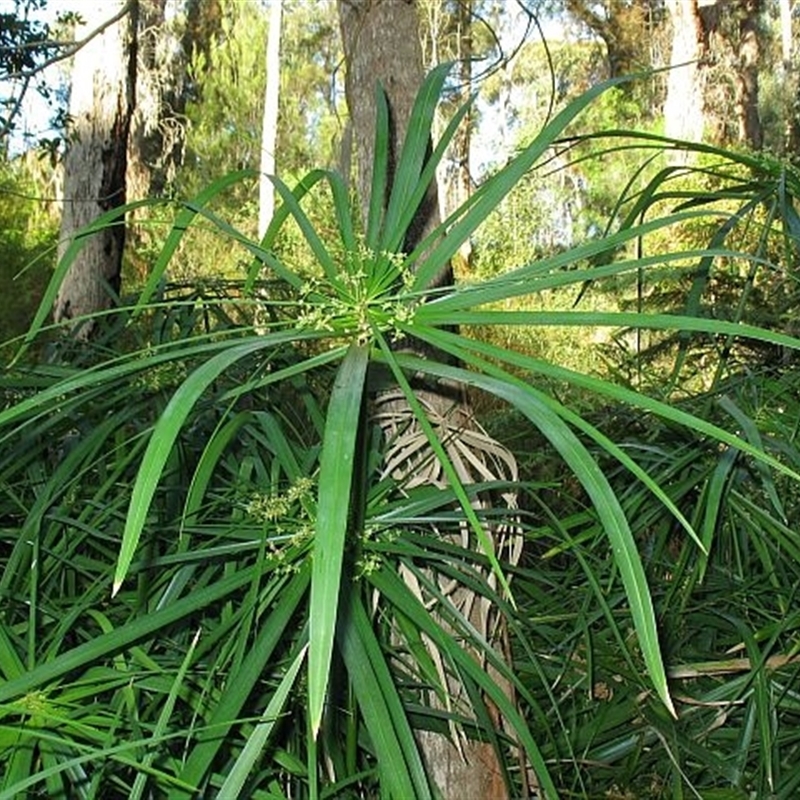 Cyperus involucratus