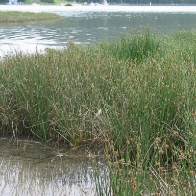 Jackie Miles, Wagonga Inlet