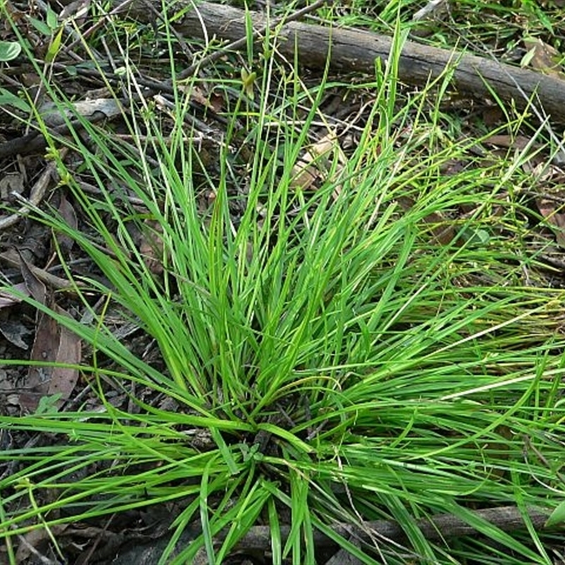 Cyperus laevis