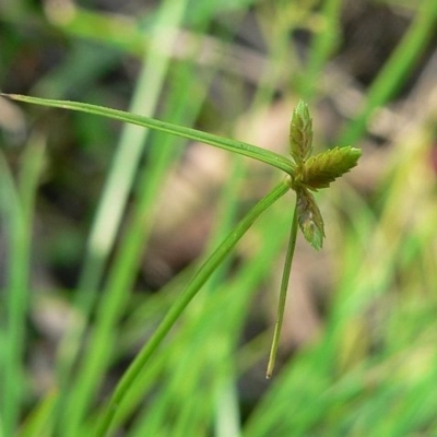 Cyperus laevis