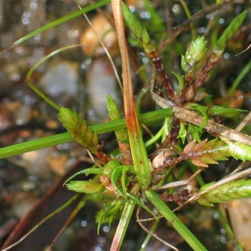 Cyperus laevis