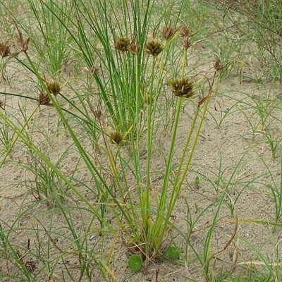 Cyperus polystachyos