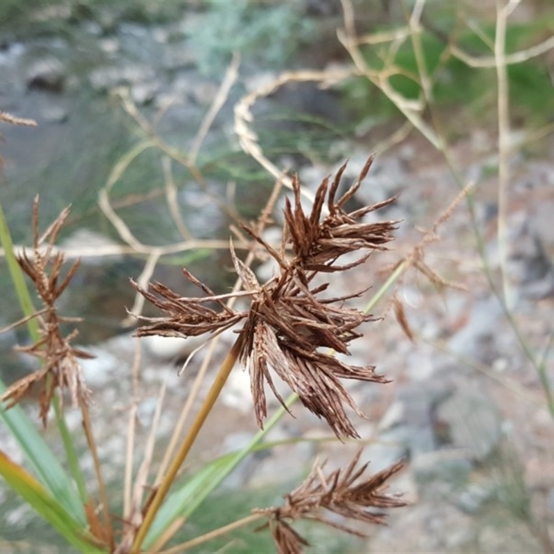 Cyperus sp.