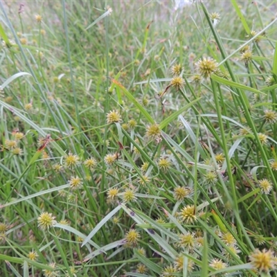 Cyperus sphaeroideus