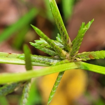 Cyperus trinervis