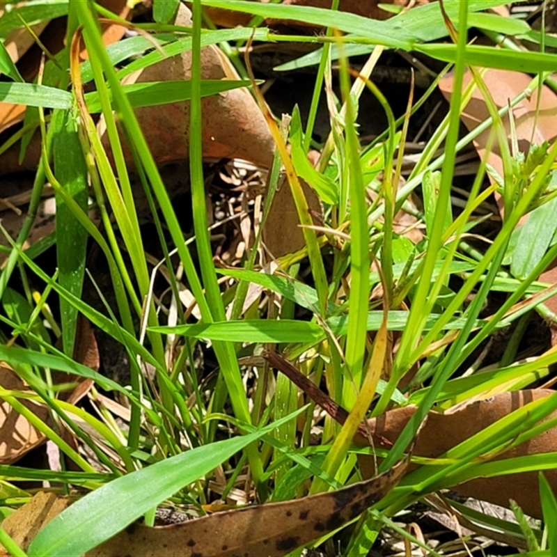 Cyperus trinervis