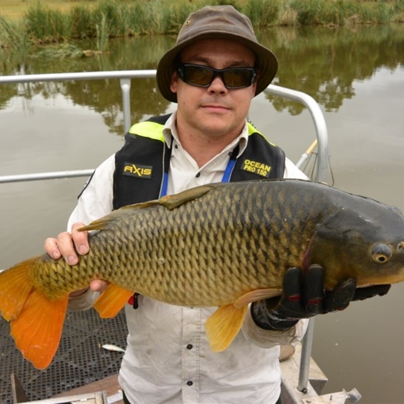 Cyprinus carpio