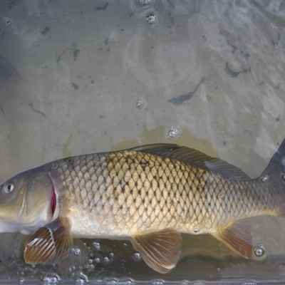 Cyprinus carpio