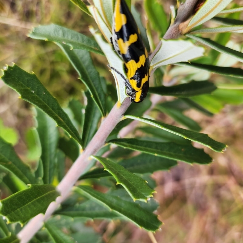 Cyrioides imperialis