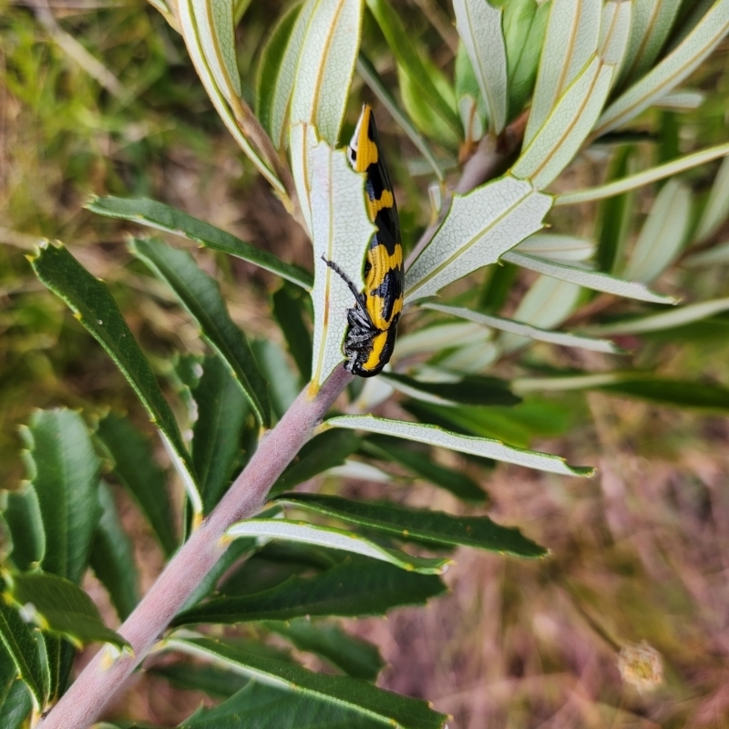 Cyrioides imperialis