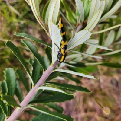 Cyrioides imperialis